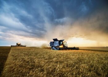 Українські аграрії обмолотили 65% зернових площ