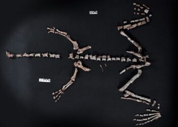 В Аргентині знайшли один із найдавніших у світі скелетів динозавра