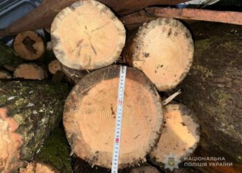 На Сумщині поліція розслідує незаконну порубку лісу