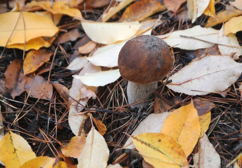 Які гриби можна збирати та їсти в жовтні: 7 найсмачніших