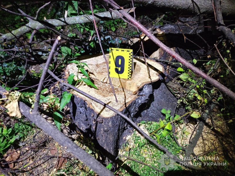 На Роменщині чоловік незаконною порубкою в заповіднику завдав державі понад 1,4 млн гривень збитків