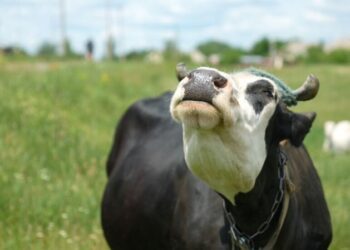 На Сумщині на сказ захворіла корова