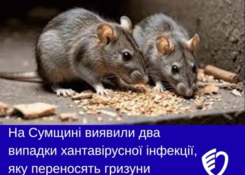 На Сумщині виявили два випадки хантавірусної інфекції, яку переносять гризуни