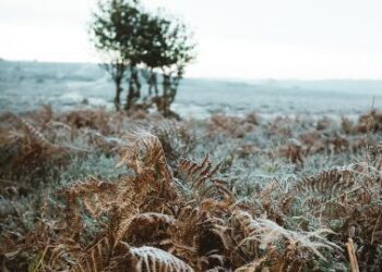 На Сумщину сунуть заморозки 