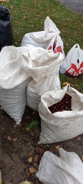 Операція каштан: конотопські юннати зібрали понад 300 кг каштанів