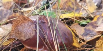 Прогноз погоди на Роменщині на початку наступного тижня 