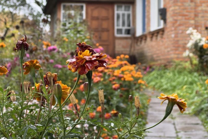 “У будинку вже жили білки”. Подружжя переселенців облаштовується у селі на Конотопщині