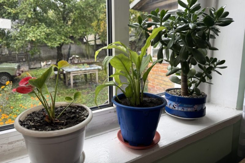 “У будинку вже жили білки”. Подружжя переселенців облаштовується у селі на Конотопщині