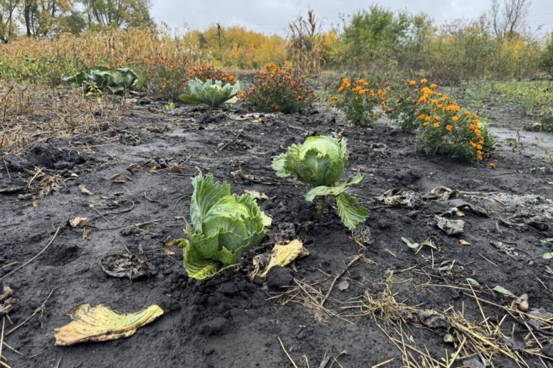 “У будинку вже жили білки”. Подружжя переселенців облаштовується у селі на Конотопщині