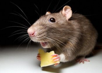 У Ромнах зафіксовано випадок небезпечного захворювання — лептоспірозу