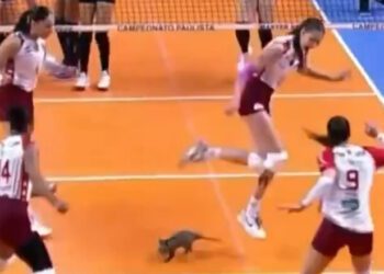 ВІДЕО. Опосум увірвався на майданчик і зупинив матч з волейболу в Бразилії