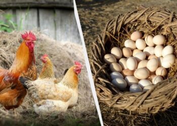 Восени курям додаю два продукти в корм: несуть по десять яєць щодня