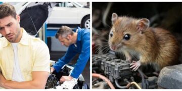 Як врятувати мотор від гризунів: розкрили дешевий спосіб, який працює краще за пастки