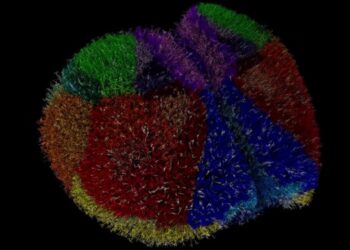 Суперкомп’ютер створив найреалістичніший віртуальний мозок у світі