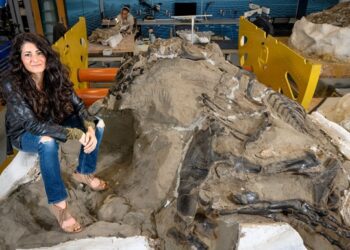 Вчені відкрили новий малий вид тиранозавра