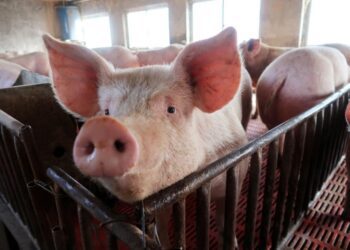 Бюджетне утеплення свинарника: чим укрити стіни та підлогу, щоб не мерзли тварини