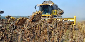 Через дощі аграрії Шосткинщини зібрали лише 59 % врожаю + Відео