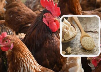 Чому на зиму курям потрібно дати дріжджі: фермери в захваті від цієї добавки
