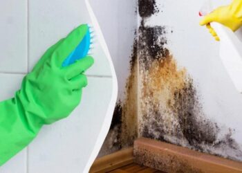 Чорна цвіль зникне назавжди: ось чим потрібно її попшикати