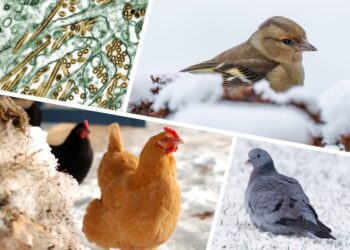 Держпродспоживслужба інформує: що потрібно знати про грип птиці