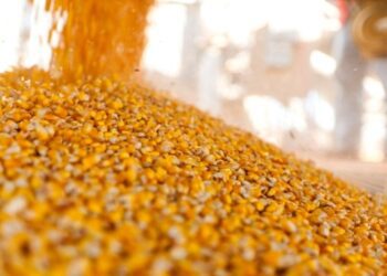 Україна завершує жнива: результати за 2025 рік та прогнози на 2026-й