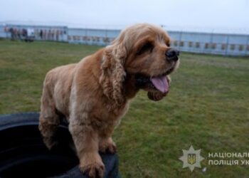 Кінологи поліції Сумщини беруть участь у психологічній реабілітації військовослужбовців