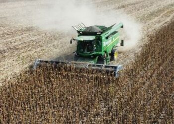 На Шосткинщині продовжується зернозбиральна кампанія + Відео