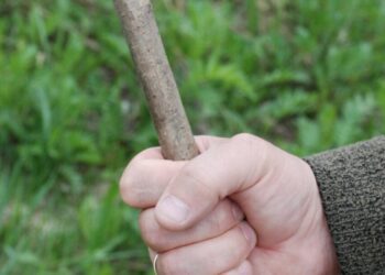 На Сумщині чоловік отримав три роки випробувального терміну за побиття сусідської кішки