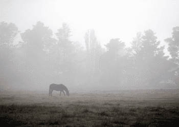 На Сумщині прогнозують туман
