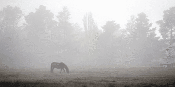 На Сумщині прогнозують туман