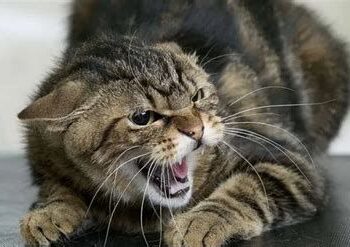 У Конотопському районі новий випадок сказу у домашньої кішки