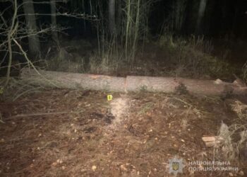 У Конотопському районі поліцейські припинили незаконну вирубку дерев у лісовому масиві
