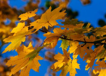 У найближчі дні на Сумщині збережеться тепліша звичайної погода