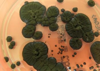 NASA розглядає чорнобильські гриби як новий захист від радіації в космосі