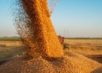 Молдова скасує обмеження на імпорт зерна з України