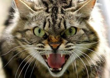 У Сумах зафіксовано випадок сказу у безпритульного кота