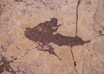 У Болівії знайшли понад 16 тисяч відбитків динозаврів