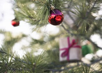 Чим полити живу ялинку, щоб вона довго стояла і пахла: що додати у воду