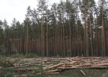 Громадськість звернулася до Послів Канади, Латвії та Фінляндії через корупцію в ДП “Ліси України”