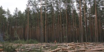 Громадськість звернулася до Послів Канади, Латвії та Фінляндії через корупцію в ДП “Ліси України”