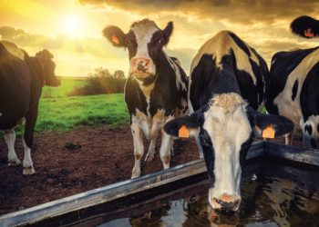 Ідентифікація тварин у сільському господарстві: контроль на всіх етапах