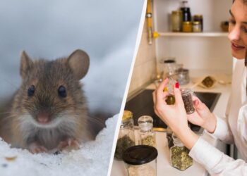 Як відлякати щурів і мишей без отрут і пасток: що розкласти в саду взимку