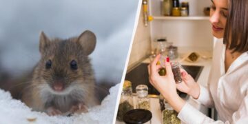 Як відлякати щурів і мишей без отрут і пасток: що розкласти в саду взимку