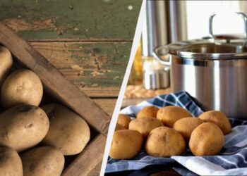 Картопля не проростає і не зморщується 6 місяців: ось у чому її потрібно зберігати