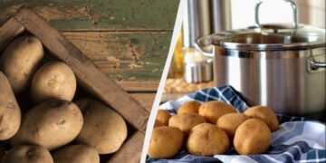 Картопля не проростає і не зморщується 6 місяців: ось у чому її потрібно зберігати