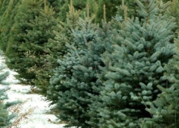 Лісництва Сумщини вже реалізували майже 8,5 тис. новорічних дерев