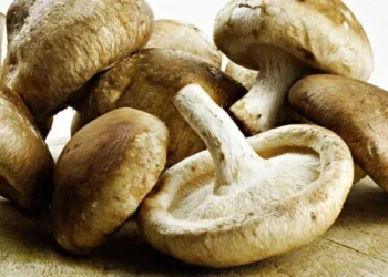 Науковці з Огайо виявили, що міцелій грибів можна використовувати для збереження даних