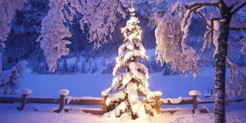 ЩОДО ПРОДАЖУ ТА ПРИДБАННЯ ЯЛИНОК