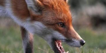 Сказ продовжує ширитися Сумщиною: зафіксовано два нових випадки