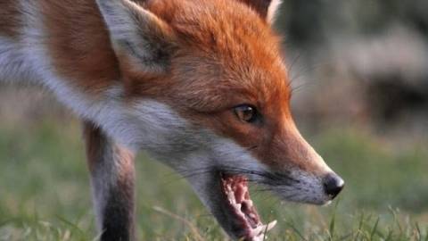 Сказ продовжує ширитися Сумщиною: зафіксовано два нових випадки